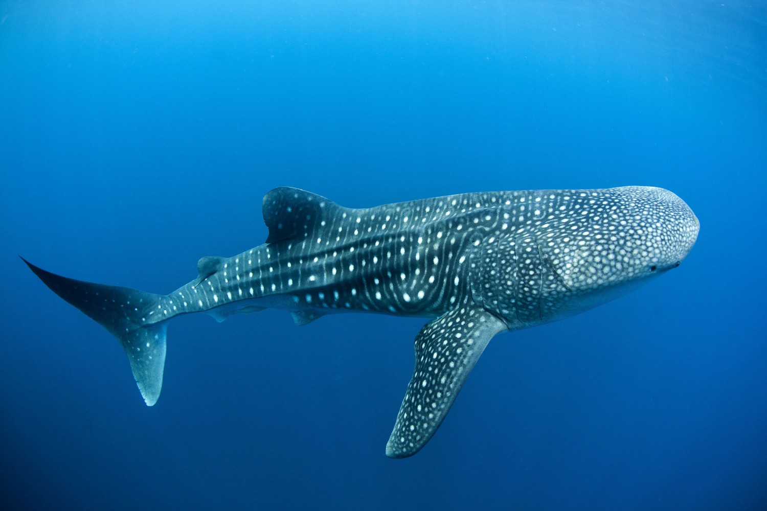 Whalesharks in Costa Rica