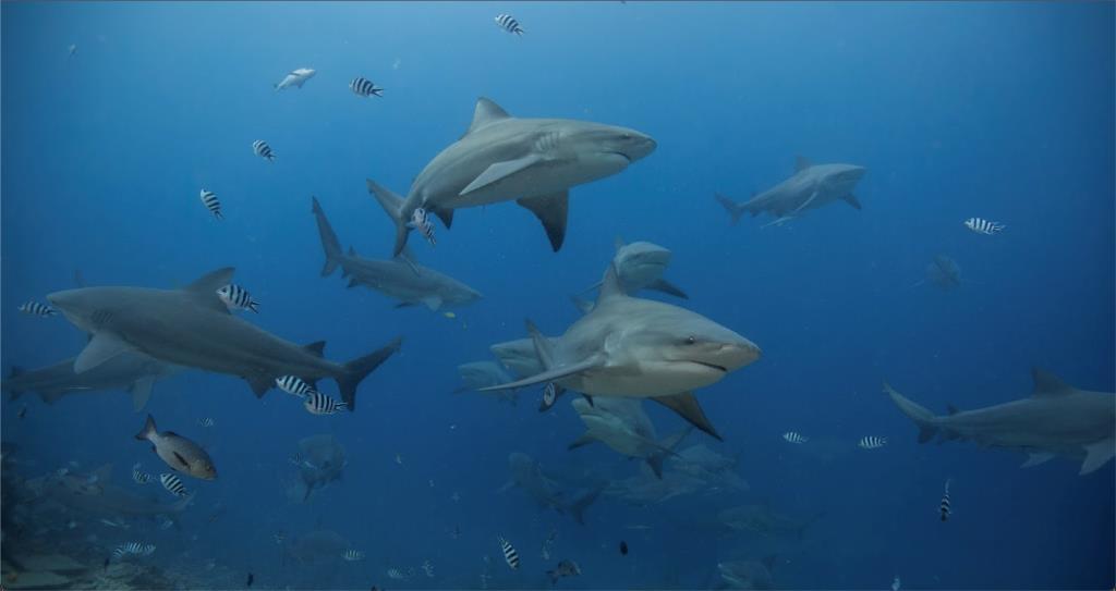 Bat Islands 2 Dives