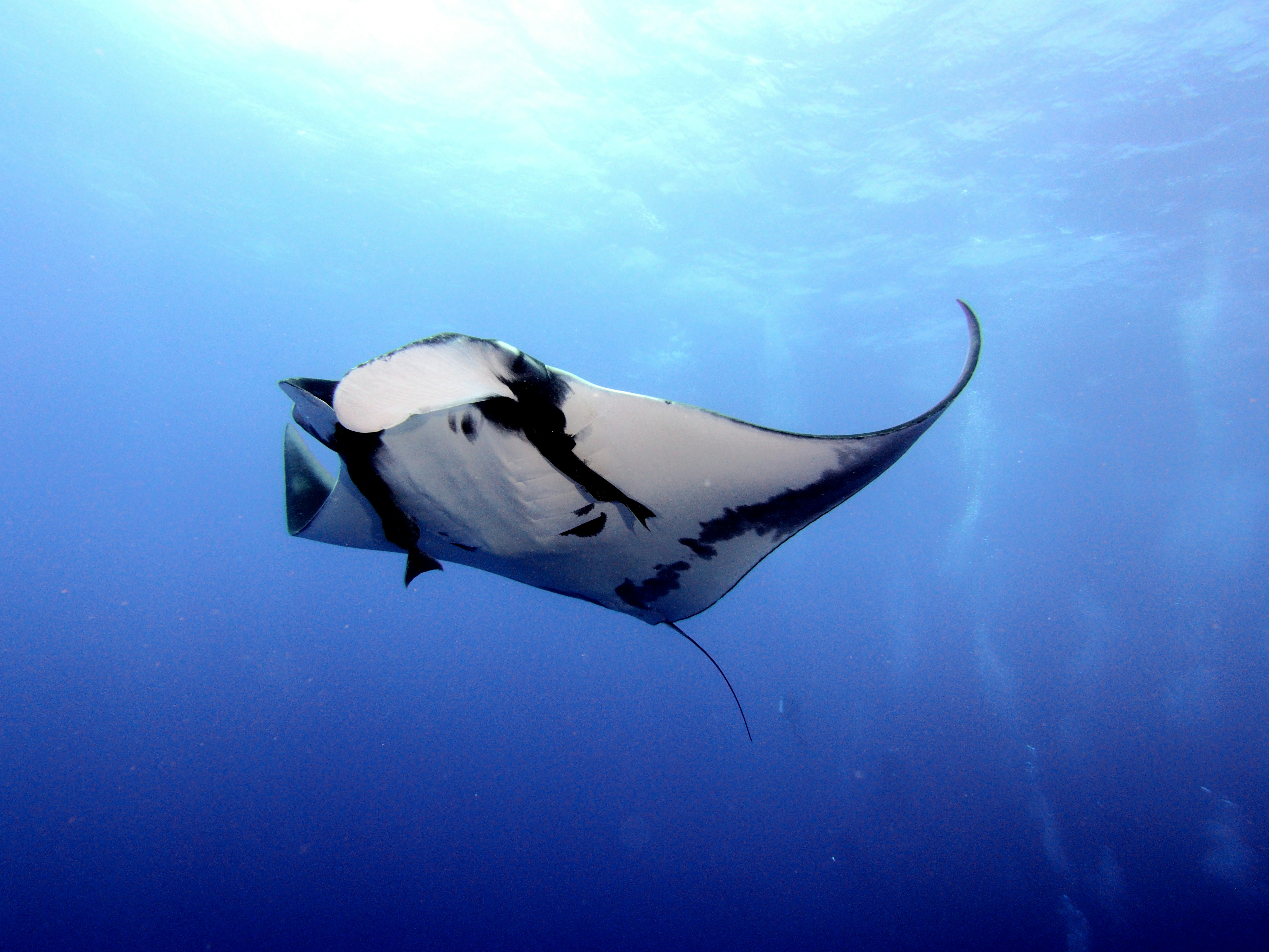 Tours de Buceo