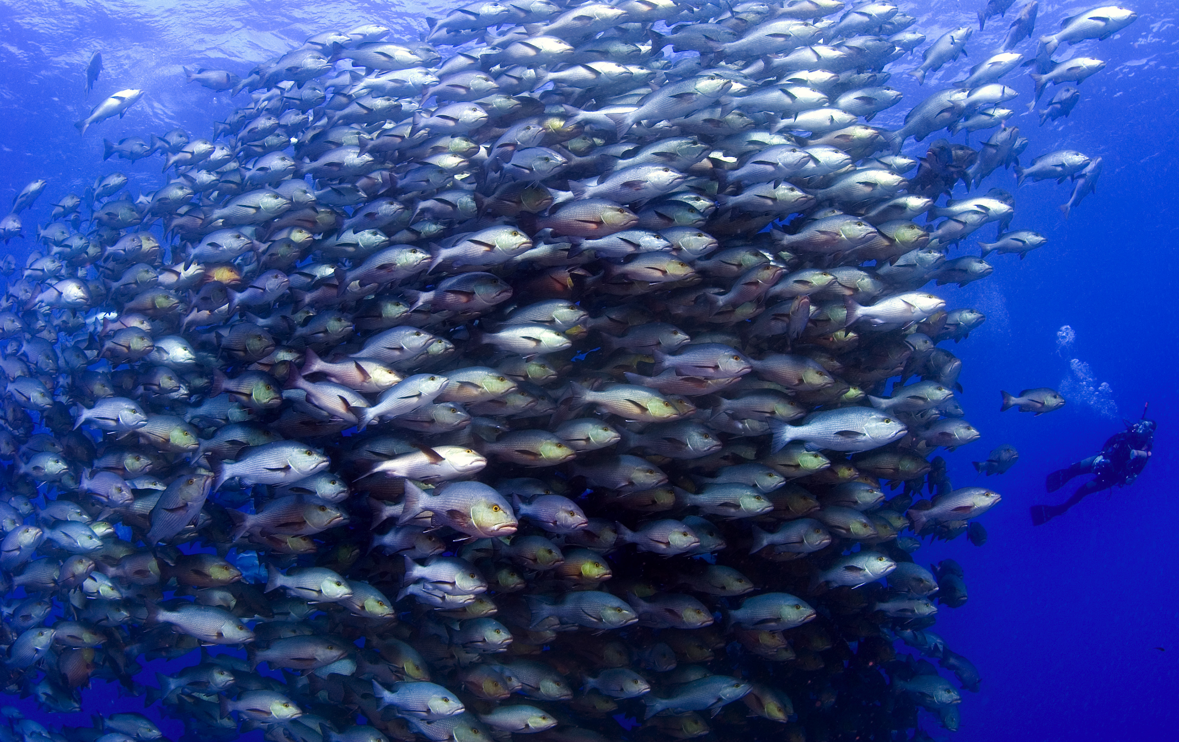 Tours de Buceo