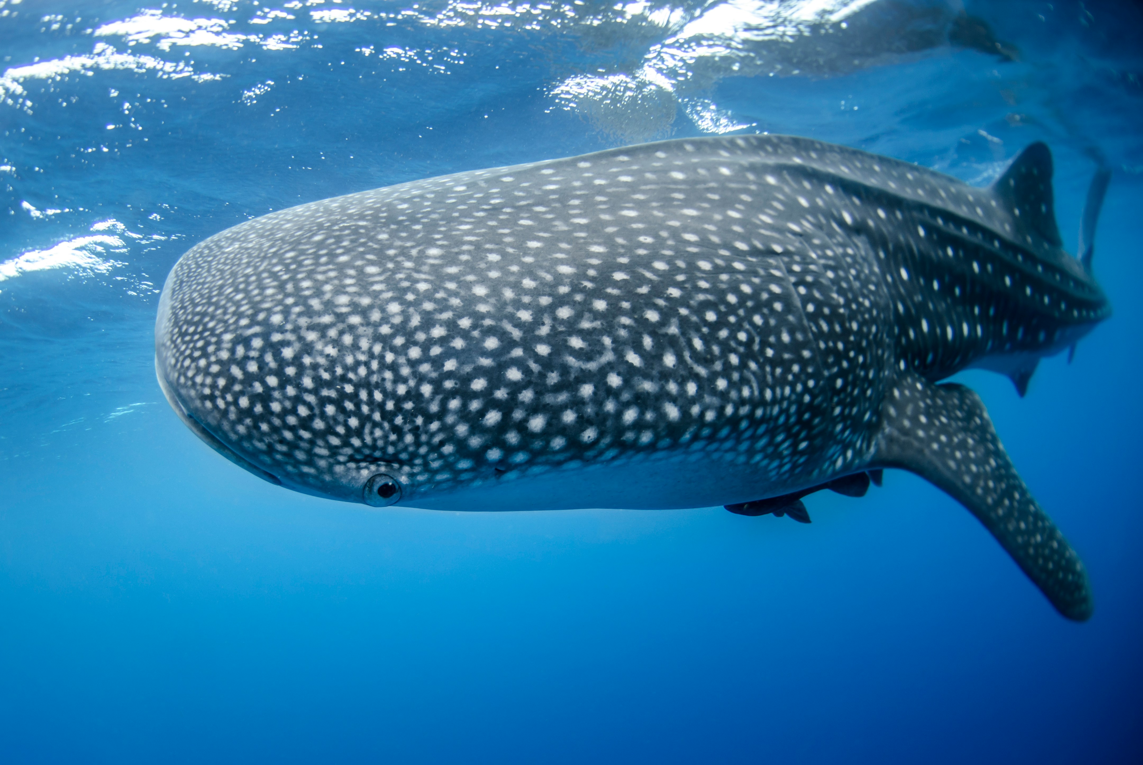 Tours de Buceo