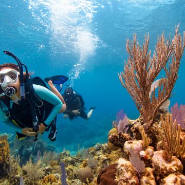 DIvers Exploring a Reef