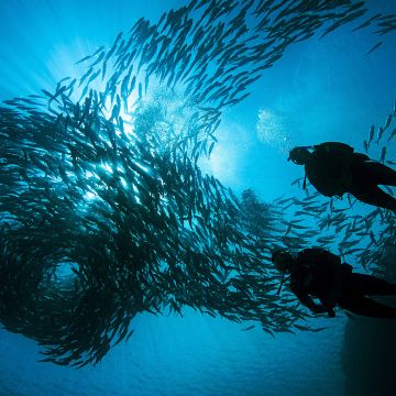 Schooling Fish with Divers